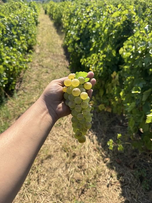 Struguri de vin