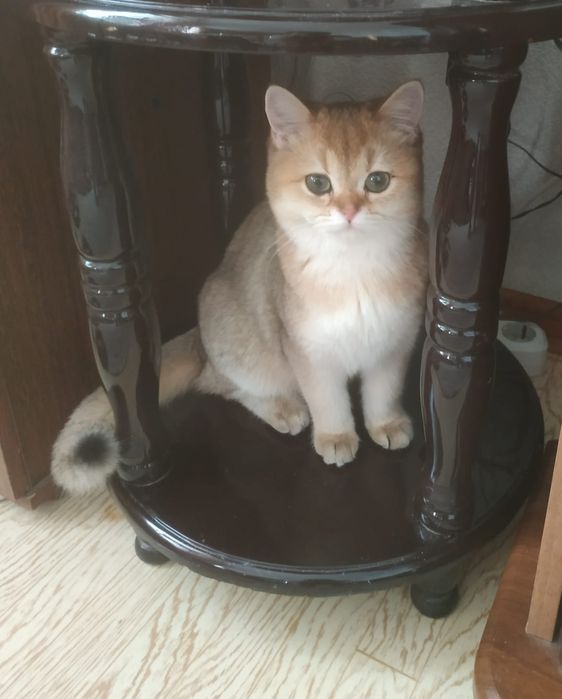 Британский парень.золотой