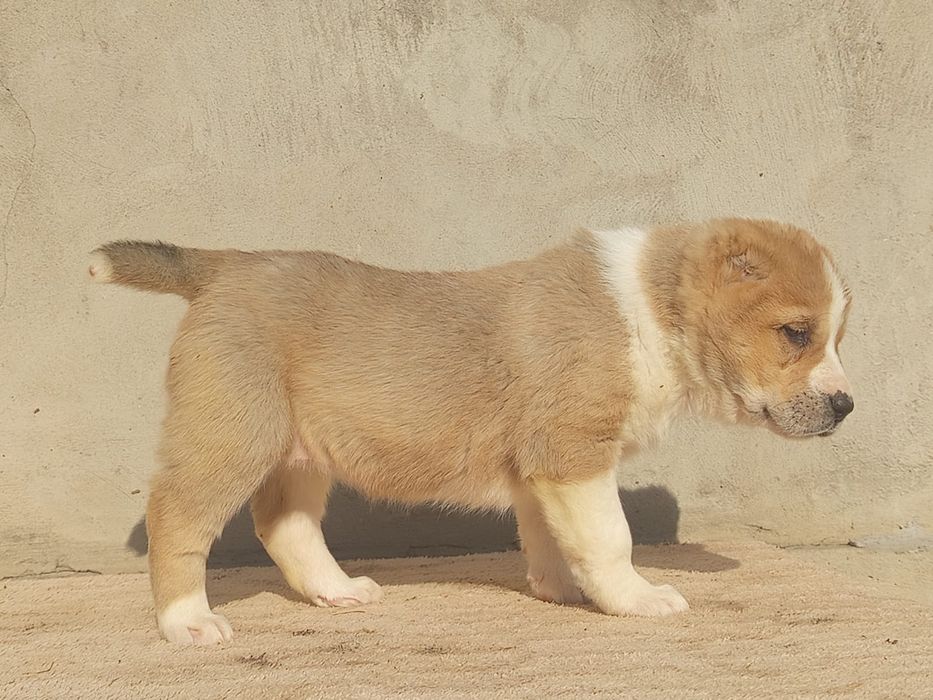 Шикарные щенки САО АЛАБАЙ