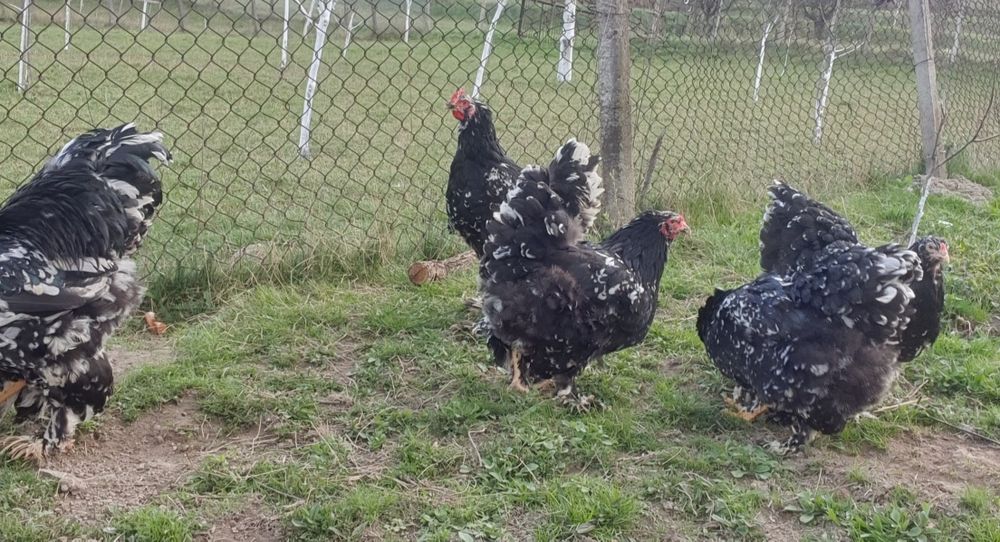 Ouă pentru incubat!