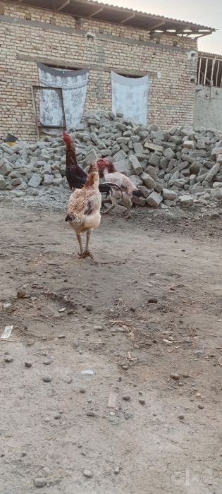 Товуклар сотилади