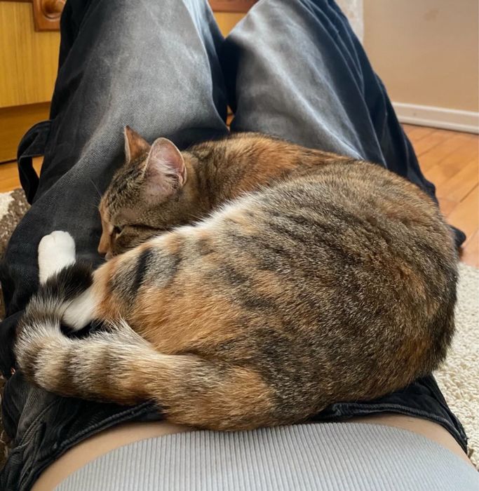 Трицветно женско коте търси дом