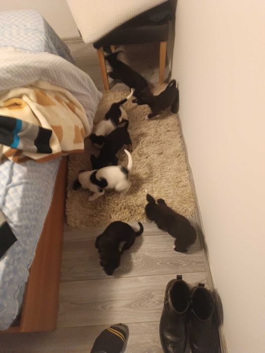 Donez cățeluși talie medie în Focșani