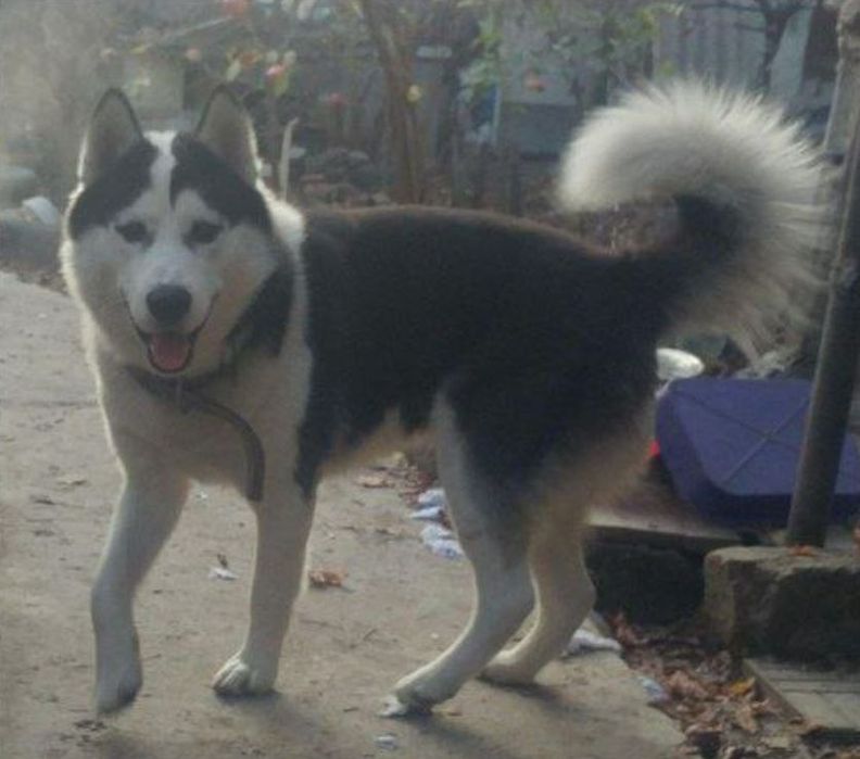 Щенки хаски, чистокровные