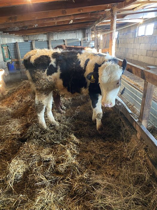 Продам телят плюс минус год им