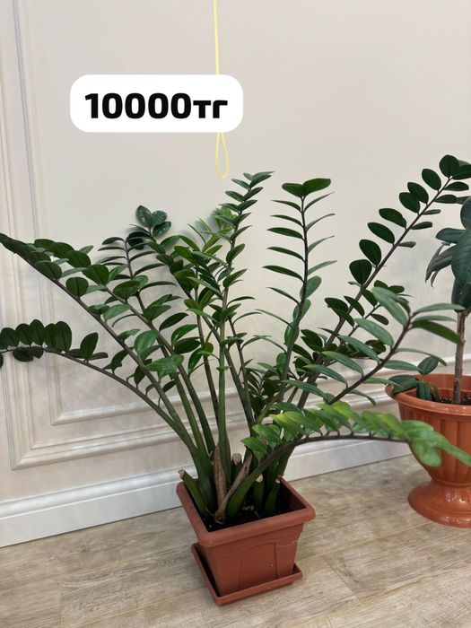 Комнатные растения разные