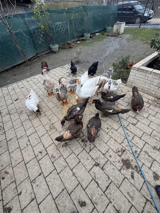 Vand gascani de anul asta