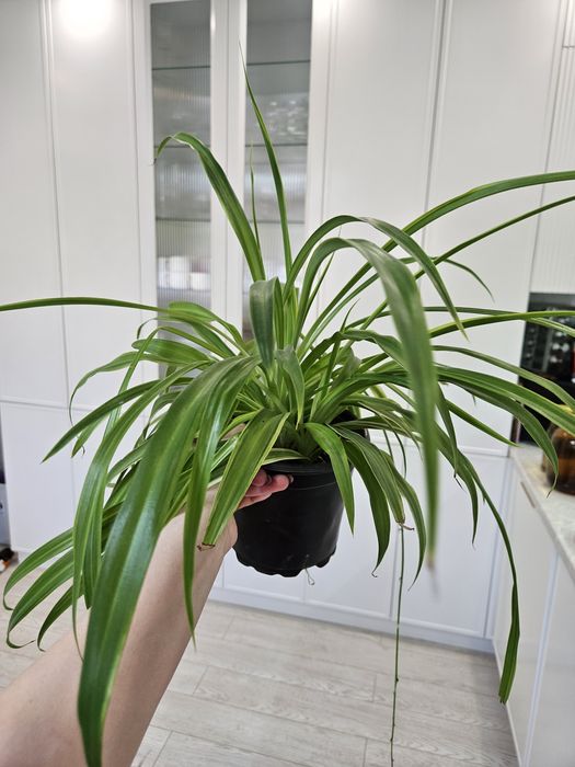 Хлорофитум (комнатный цветок)