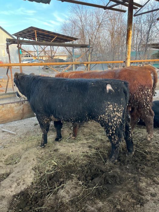 Срочно продаются бычки