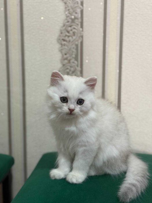 Mushuklar Britanskiy shinshila