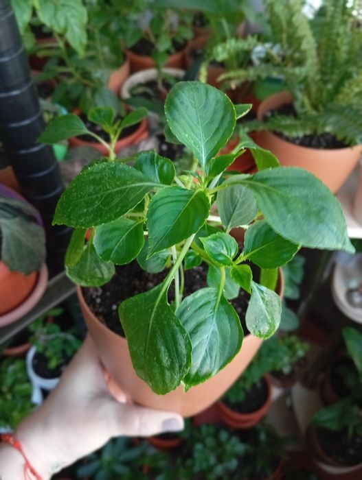 Комнатные растения продам