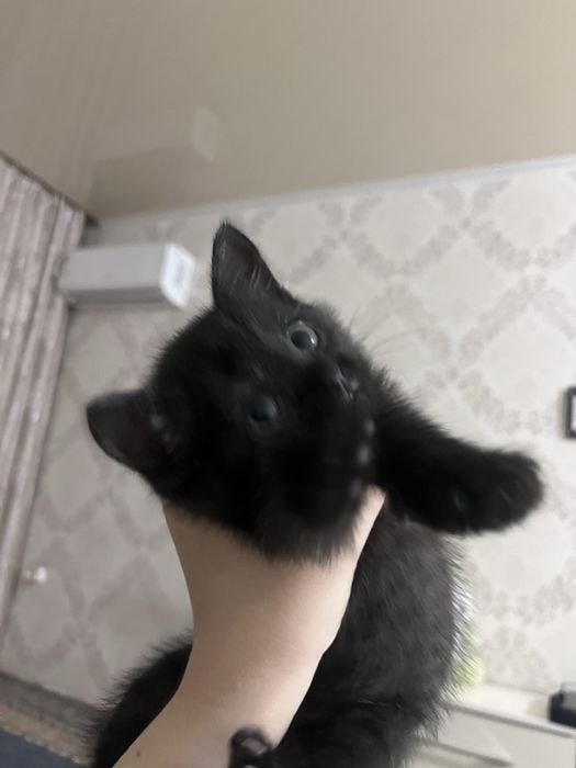 Отдам котенка, девочка в добрые оуки