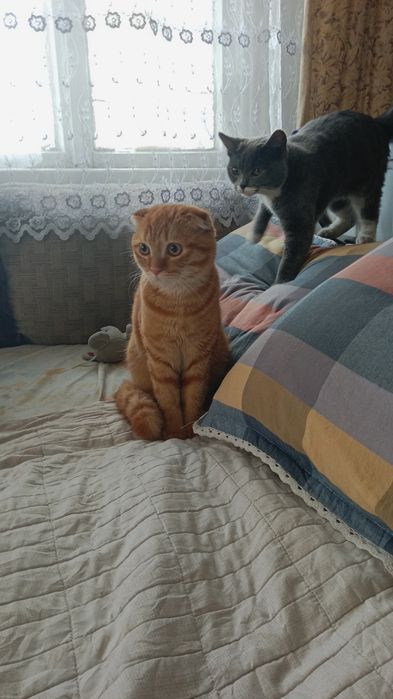 Отдам веслоухова кота