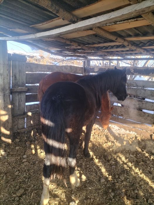 Продам жеребцов 3летки