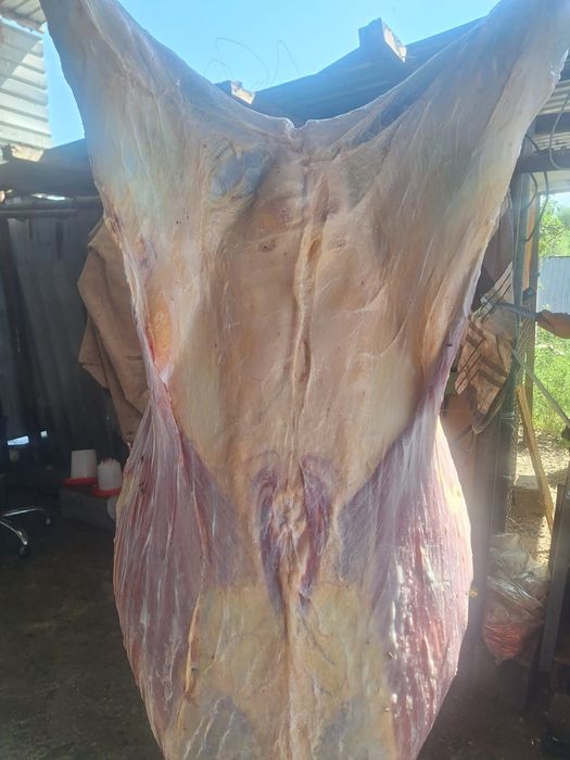 Жылкы/Конина/Сиыр/Говядина