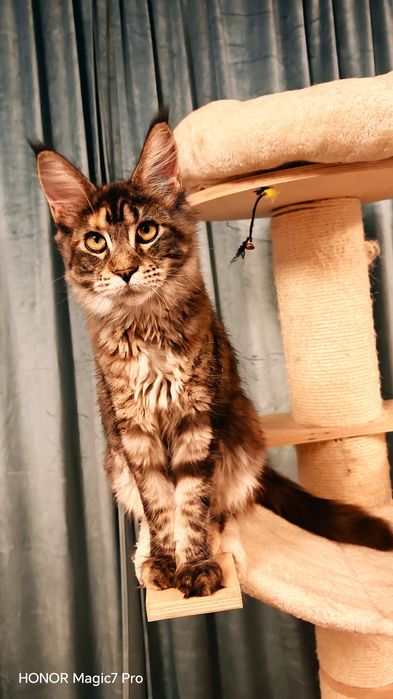 Fetiță Maine Coon cu pedigree