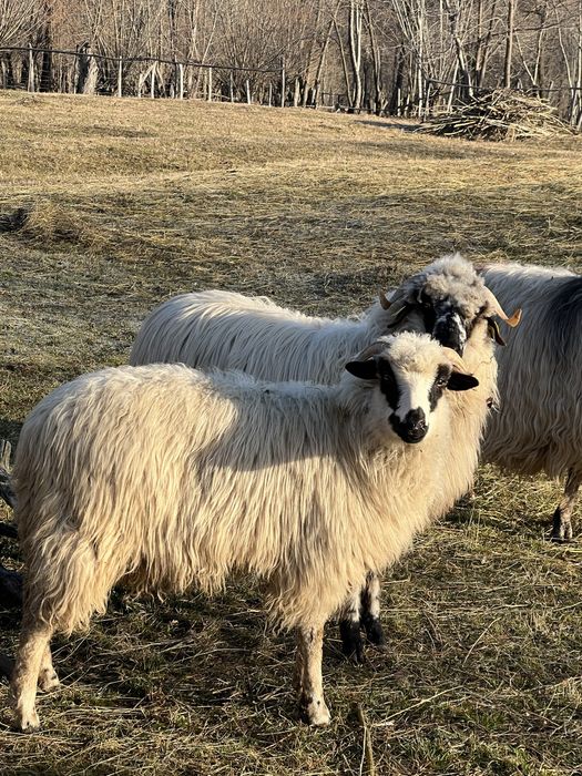 Oi tinere disponibile