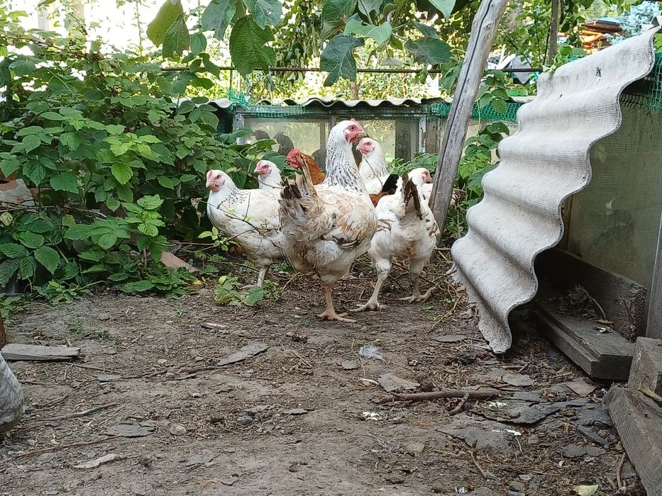 Продам молодых курочек