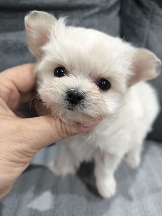 Мальтизе, девочки и мальчики