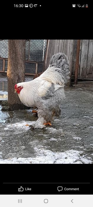 ‼️‼️Oua Brahma pentru incubat‼️‼️