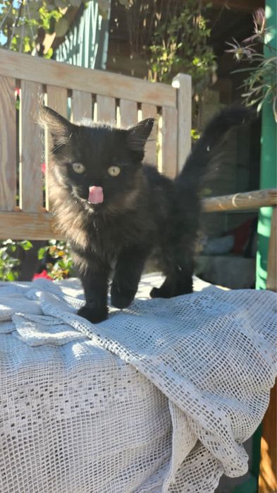 Отдам котенка в добрые руки