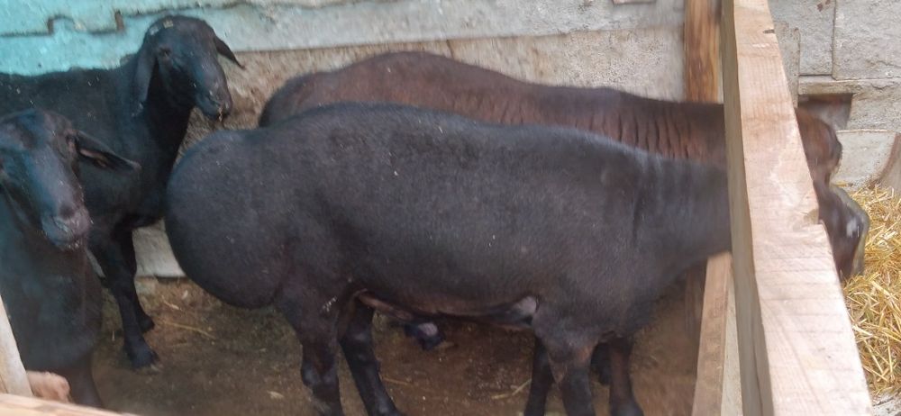 Qurbonlik uchun sfatli semiz qoylar