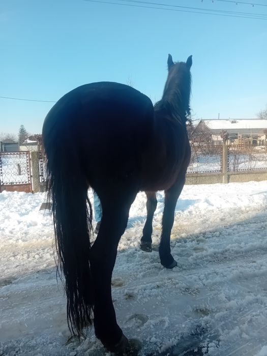 Iapa de 7 ani metis de frizsean