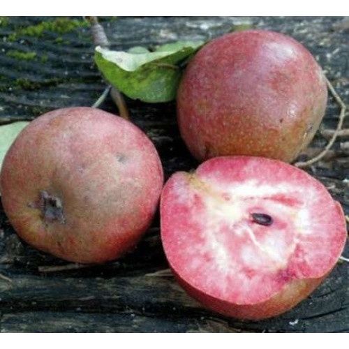 Par Soiul Sanguinole