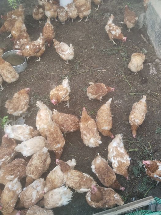 Продам куры ламан Браун несушки