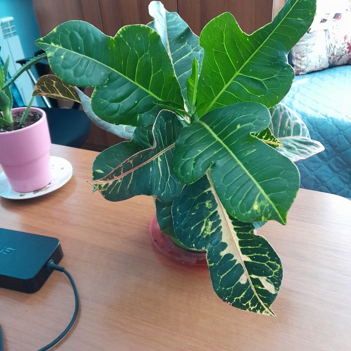 Стайно цвете Кротон