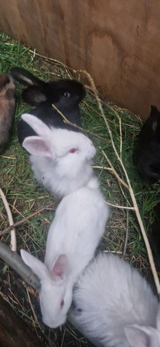 продам кролик шиншиллы