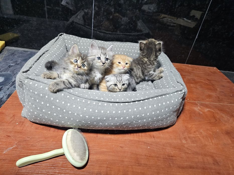 Котята от шотландской вислоухой (скотиш фолд)