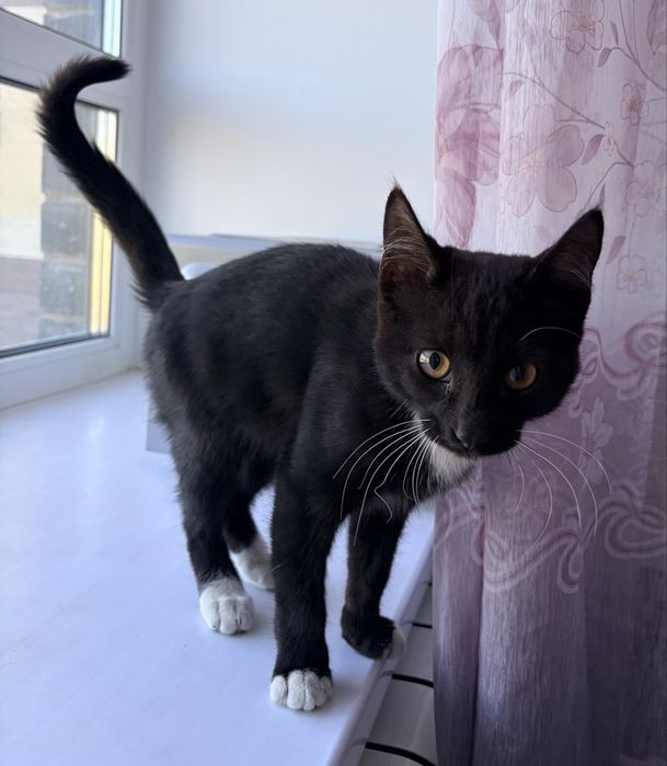 Котёнок 4-6 месяцев ищет дом