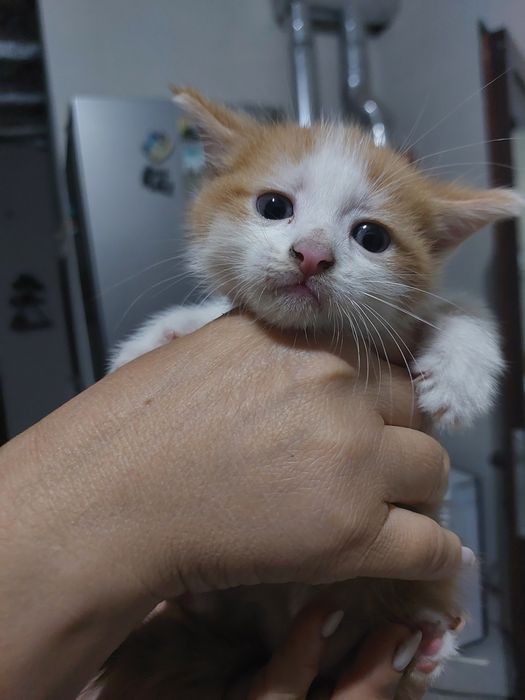 Продаются котята