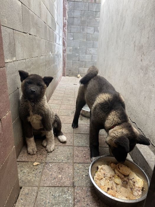 Щенки Американского Акито