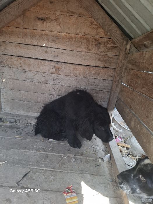 Охотничий собака