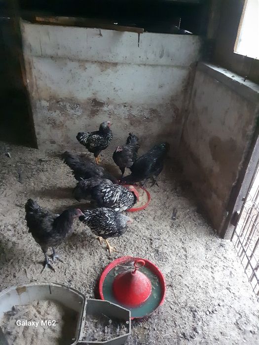 Cocoși wiandotte auriu și australorp