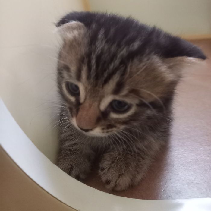 Вислоухий котёнок 1 мес мальчик
