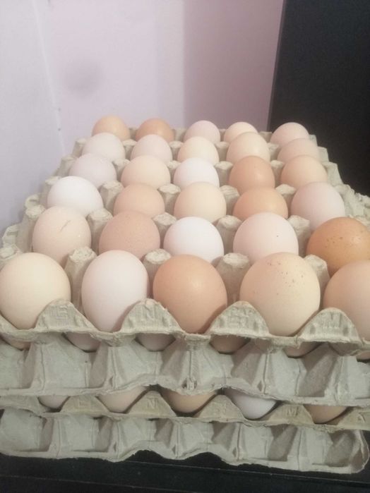 Разплодни яйца за люпене.