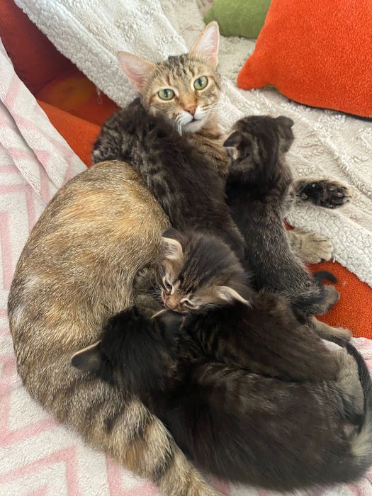 Отдам вислоухих котят в добрые руки