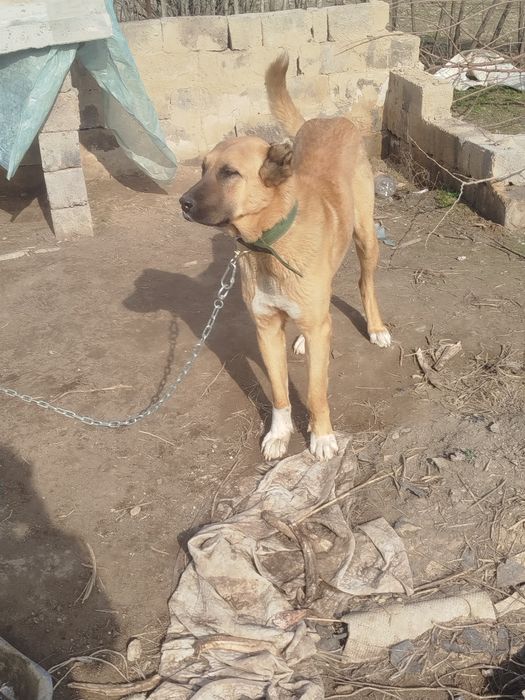 Турецкий Кангал 10 мес