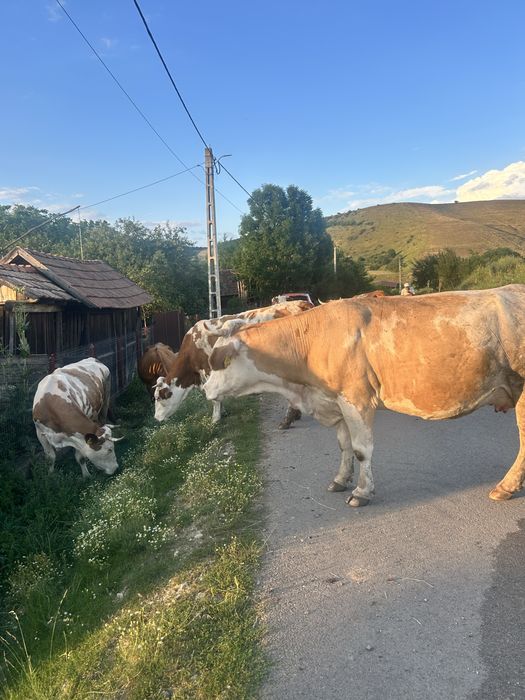 Vaci cu lapte,de vanzare!