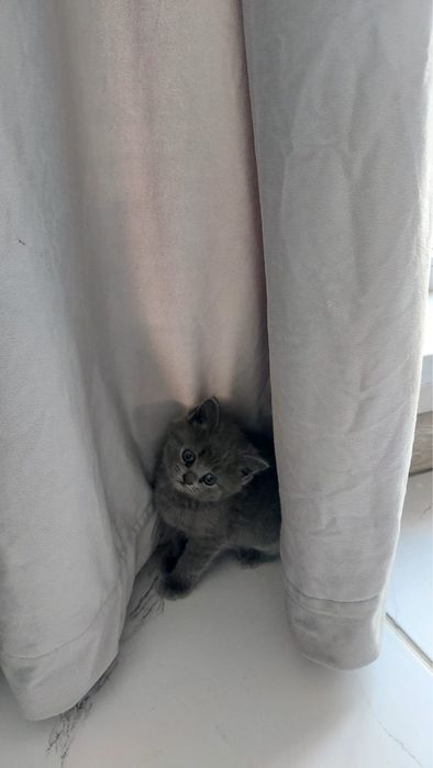 Марғаулар сүйкімді