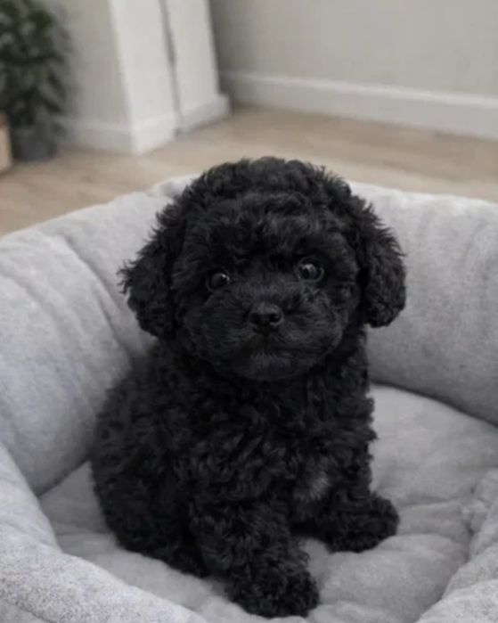 Бронь на чорных Кудряшках Мальтипу Ф_1