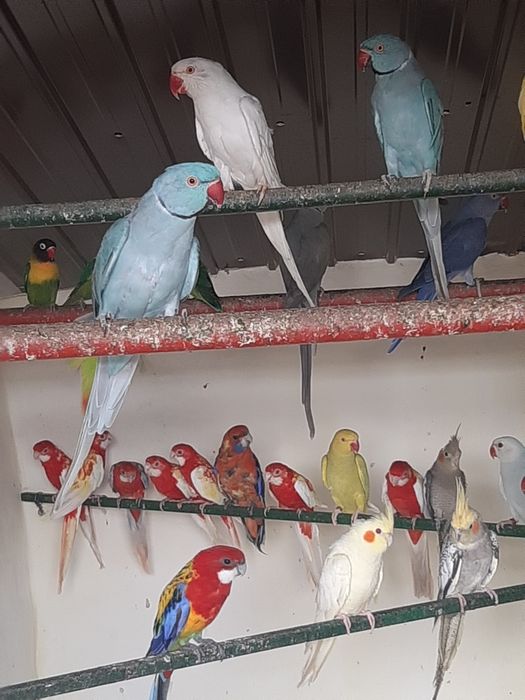 Papagali diferite specii