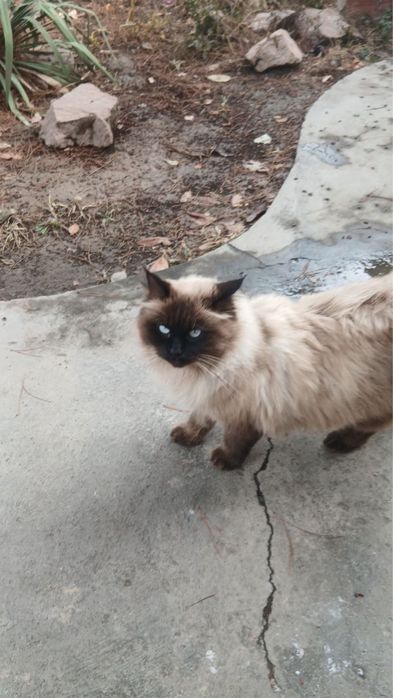 Пропал кот Далестанская