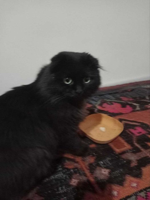 шотландский вислоухий