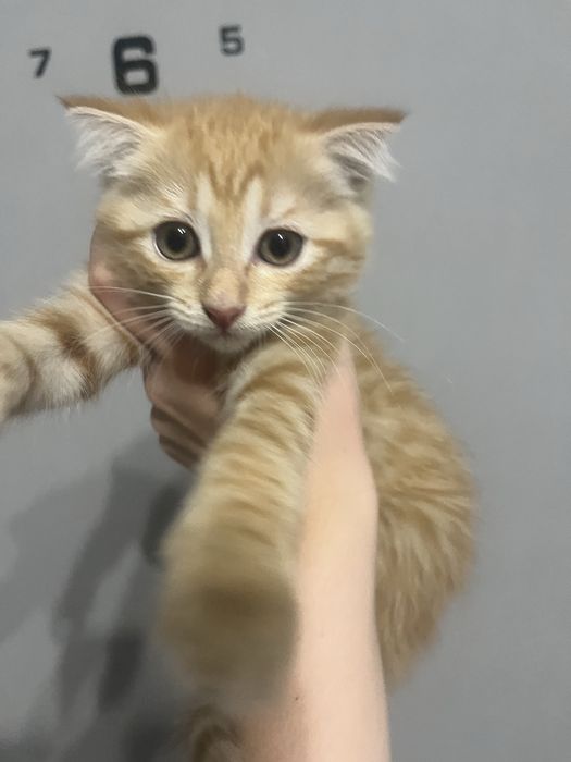 Котенок девочка