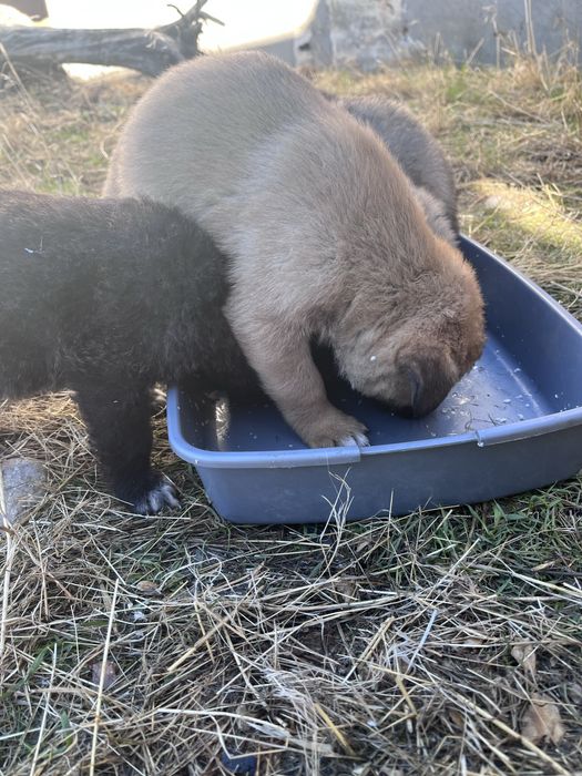 Щенки даром в хорошие руки