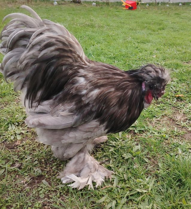 Cocoși mătase japoneză satin